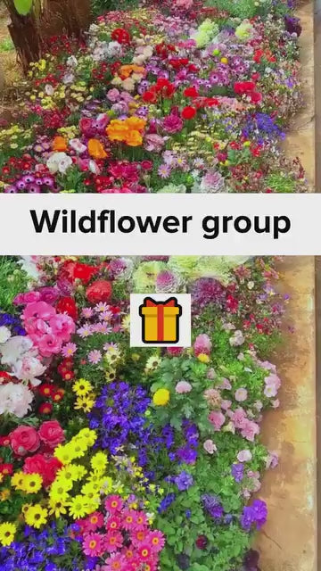 Pack of 10 Flower Seed Combo